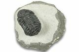 Detailed Morocops Trilobite - Ofaten, Morocco #323725-3